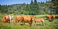 Limousine brown cows in a meadow in the mountain, Vercors, France