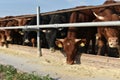 Limousine bulls on a farm. Limousine bulls spend time on the farm. Bulls eat and stand in the pen