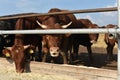 Limousine bulls on a farm. Limousine bulls spend time on the farm. Bulls eat and stand in the pen