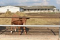 Limousine bulls on a farm. Limousine bulls spend time on the farm. Bulls eat and stand in the pen