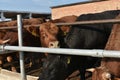 Limousine bulls on a farm. Limousine bulls spend time on the farm. Bulls eat and stand in the pen