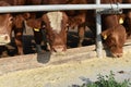 Limousine bulls on a farm. Limousine bulls spend time on the farm. Bulls eat and stand in the pen