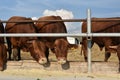 Limousine bulls on a farm. Limousine bulls spend time on the farm. Bulls eat and stand in the pen