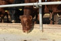 Limousine bulls on a farm. Limousine bulls spend time on the farm. Bulls eat and stand in the pen