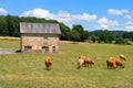 Limousine cows in France in front of barn