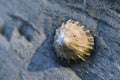 Limpet Royalty Free Stock Photo