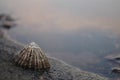 Limpet on rock Royalty Free Stock Photo