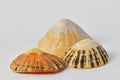 Limpet sea shells on white background
