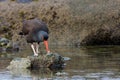 Limpet shell goes flying as a Black oystercatcher rips the meat out while standing on a rock in a tide pool