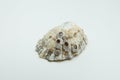 Limpet shell with rough surface and barnacles. Close up Royalty Free Stock Photo