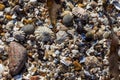 Limpet shells, shells and stones on a beach