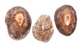 Limpet shells isolated on white Royalty Free Stock Photo