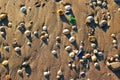 Limpet shells on a sandy beach. Background