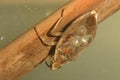 Limpet snails on back of Water Bug