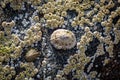 Limpets and Barnacles Royalty Free Stock Photo