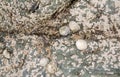 Limpets and barnacles on rock Royalty Free Stock Photo