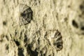 Limpets on a rock Royalty Free Stock Photo