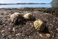 Limpets on a rock Royalty Free Stock Photo