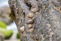 limpets on a rock on the atlantic coast Royalty Free Stock Photo