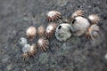 Limpets on a rock Royalty Free Stock Photo