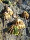 Limpets on a rock Royalty Free Stock Photo