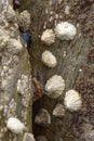 Limpets on a rock in Mousehole, conrwall. Molluscs Royalty Free Stock Photo