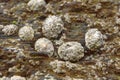 Limpets on a rock in Mousehole, conrwall. Molluscs Royalty Free Stock Photo
