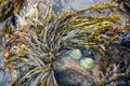 Limpets and seaweed clinging to a rock at Broad Haven