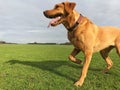 A limping dog with an injured leg