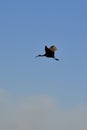 Limpkin (Aramus guarauna) in flight against blue sky Royalty Free Stock Photo