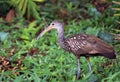 Limpkin (Aramus guarauna)