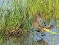 Limpkin or Aramus guarauna Royalty Free Stock Photo