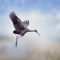 Limpkin Bird in Flight Royalty Free Stock Photo