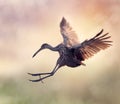 Limpkin Bird in Flight Royalty Free Stock Photo