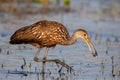 Limpkin catching a mollusc (Aramus guarauna), Florida, United states Royalty Free Stock Photo