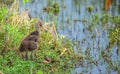 Limpkin Chick with Apple Snail Shell at Lake Seminole Park, Florida Royalty Free Stock Photo