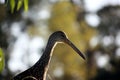 A limpkin or crying bird, Aramus guarauna