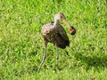 Limpkin (Aramus guarauna) Royalty Free Stock Photo