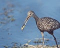 Limpkin eating a mussle Royalty Free Stock Photo