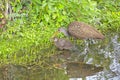 Limpkin Feeding Her Young