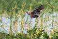 Limpkin In Flight Royalty Free Stock Photo