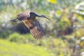 Limpkin In Flight Over Bushes, Closeup Royalty Free Stock Photo