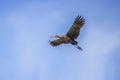 Limpkin In Flight With Wingspan