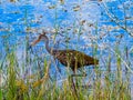 Limpkin, hunting apple snails in a tropical pond Royalty Free Stock Photo