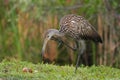 Limpkin itching