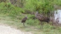 Limpkin with its chicks