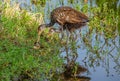 Limpkin Mother and Chick with Apple Snail Royalty Free Stock Photo
