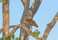 Limpkin In a Pantanal Tree Royalty Free Stock Photo