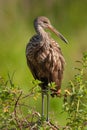 Limpkin