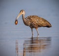 Limpkin using long beak to hunt for clams Royalty Free Stock Photo